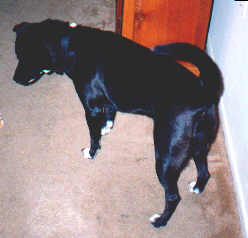dog.jpg (7891 bytes)