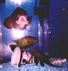 fish.jpg (8513 bytes)